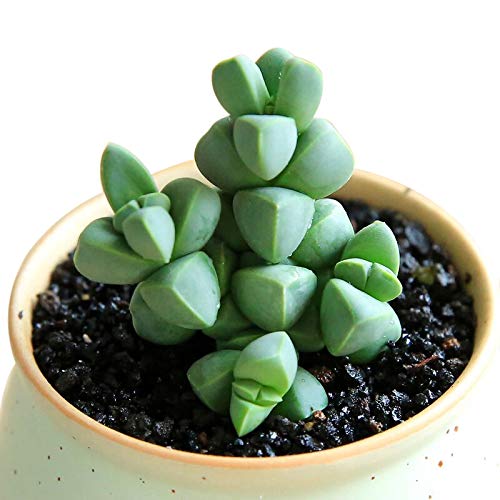 Corpuscularia Lehmannii (Ice Plant) Cuttings image 2