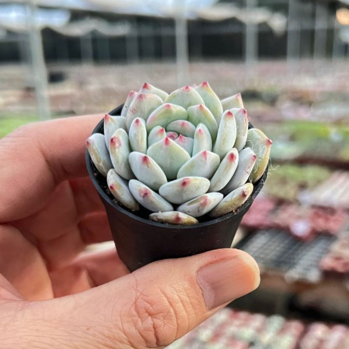 Echeveria Monroe Excellent image 1