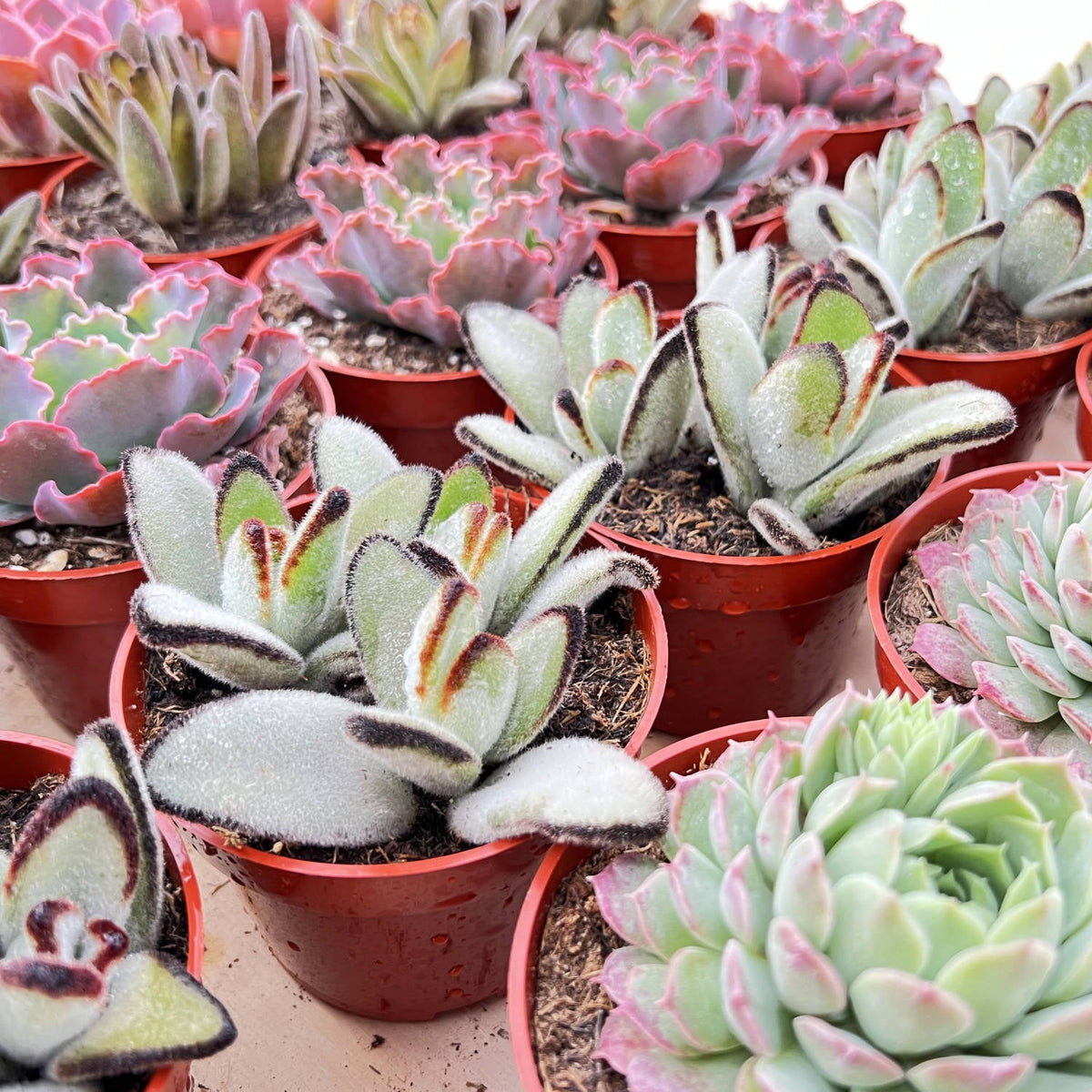 Kalanchoe Tomentosa Daruma (4 inch) image 2