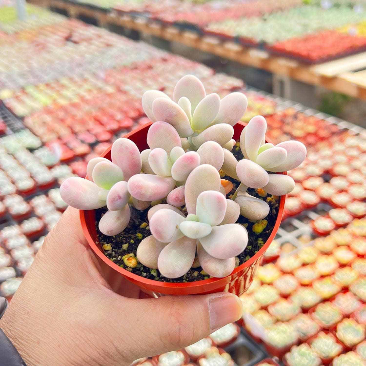 Graptopetalum Amethystinum (4 inch) image 2