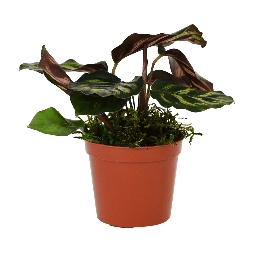 2.5" Calathea Makoyana image 1