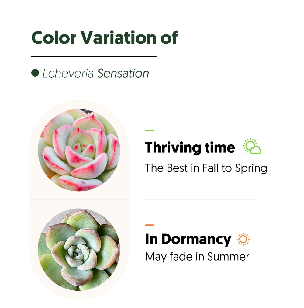 Echeveria Sensation (6 inch) image 4