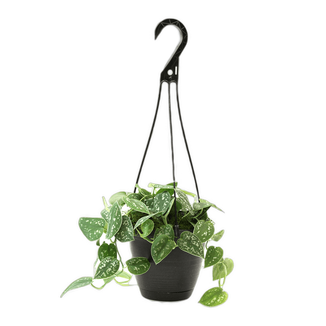 6.5" Philodendron Silver Pictus Hanging Baskets image 0