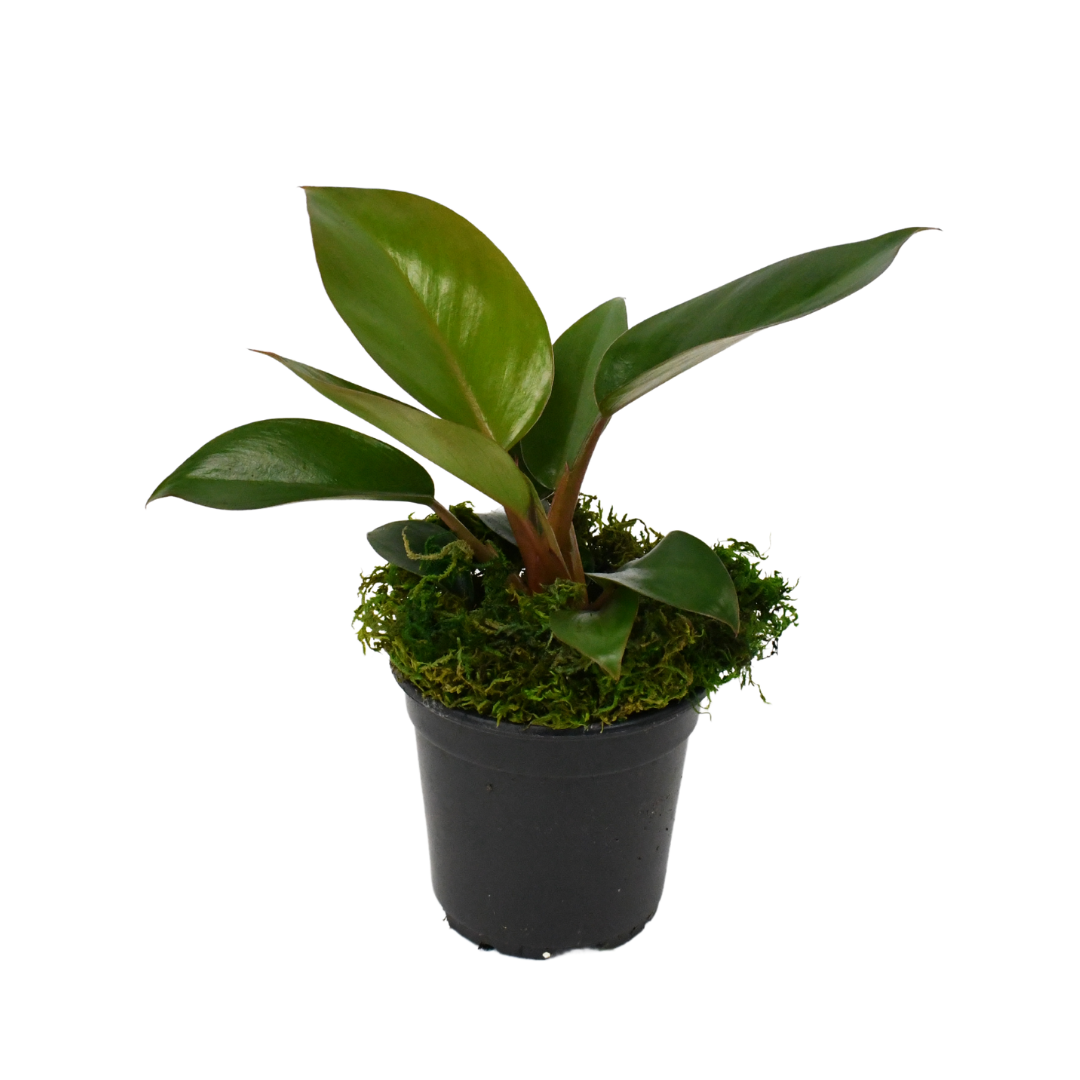 4" Philodendron Red Congo image 1