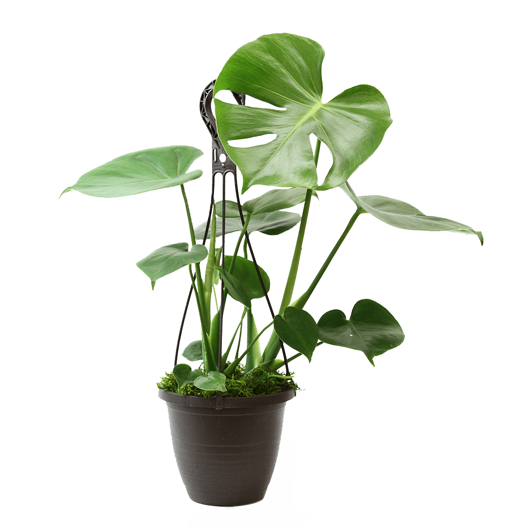 6.5" Monstera Split Leaf Hanging Basket image 0