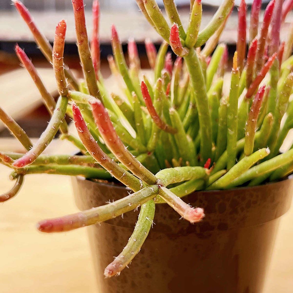 Rhipsalis baccifera subsp. shaferi (4 inch) image 1
