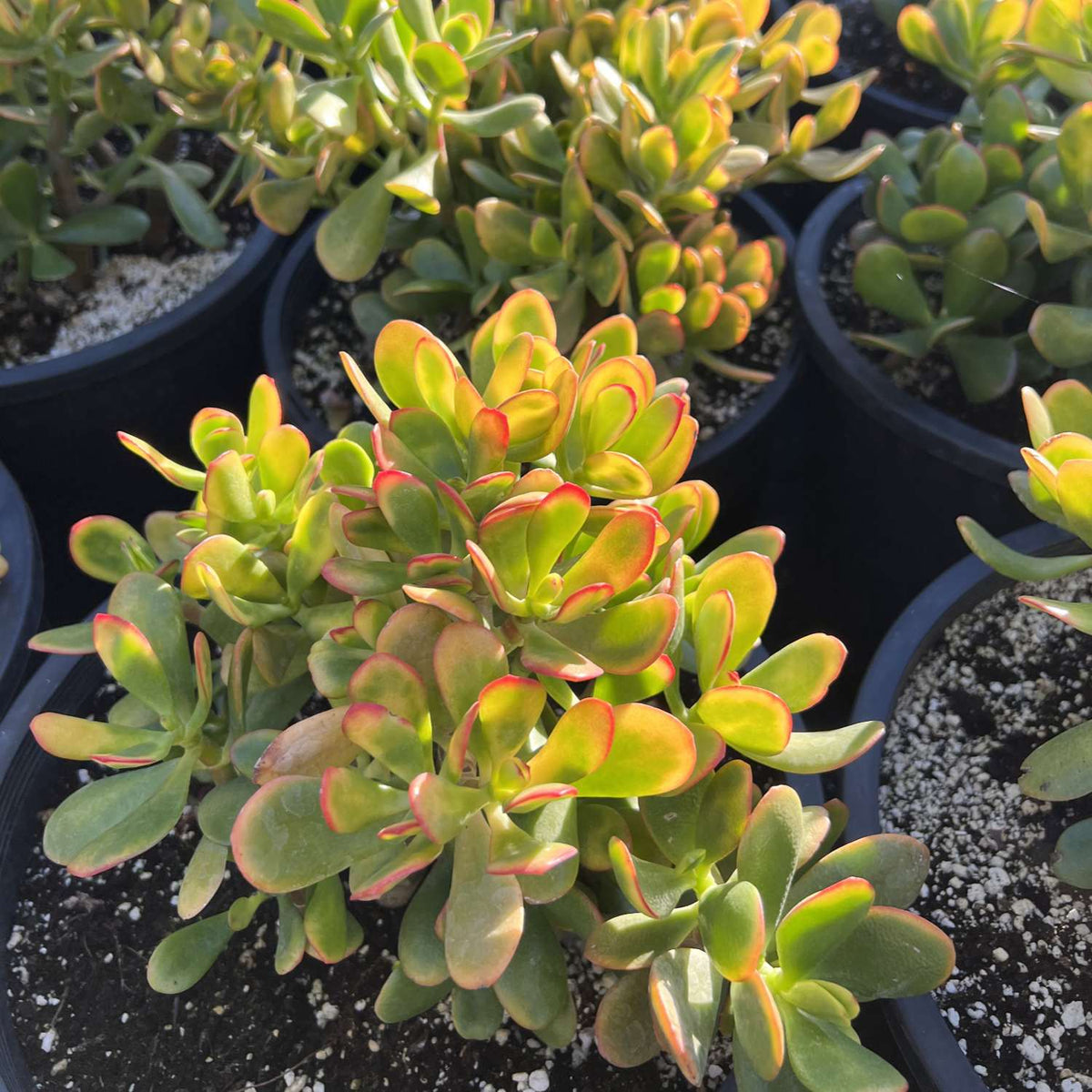 Crassula Ovata Hummel Sunset/Golden Jade Plant Cuttings image 2
