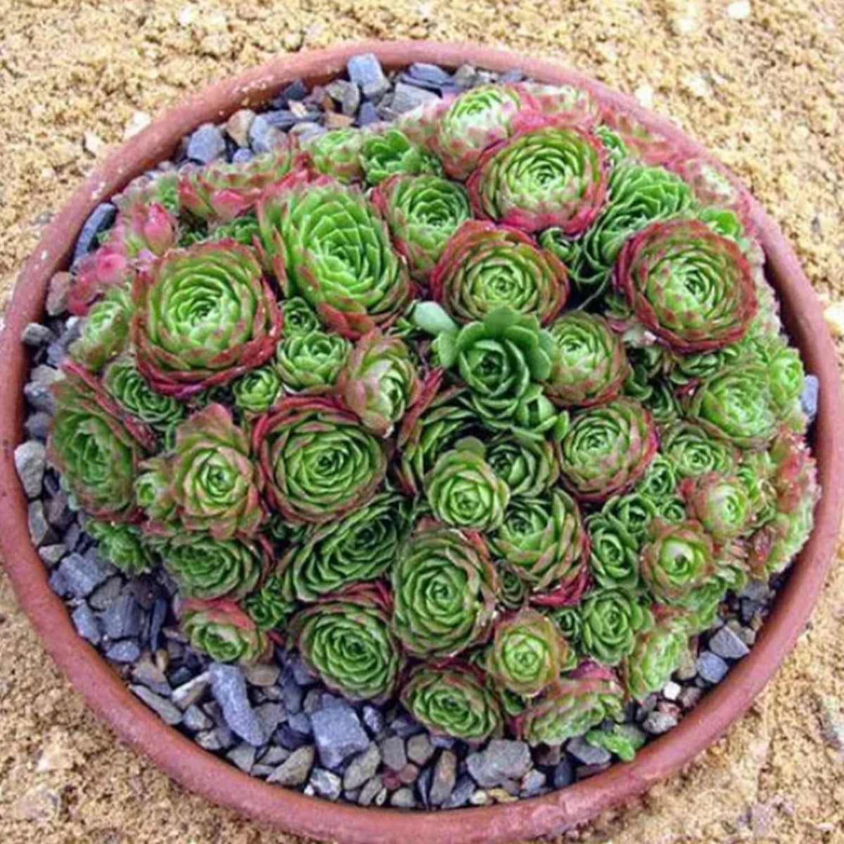 Rosularia platyphylla image 2