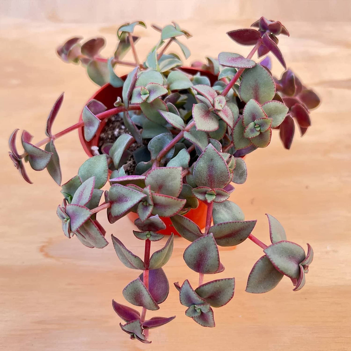 Crassula Pellucida Variegata / Calico Kitten (4 inch) image 1
