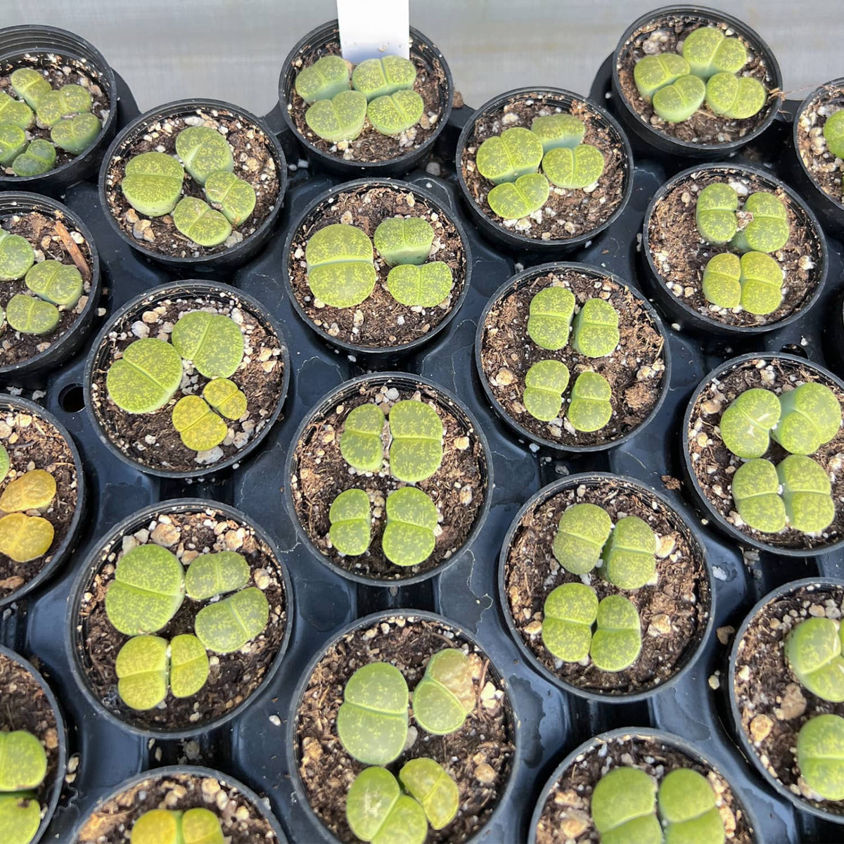 Lithops lesliei 'Greenhorn' image 3