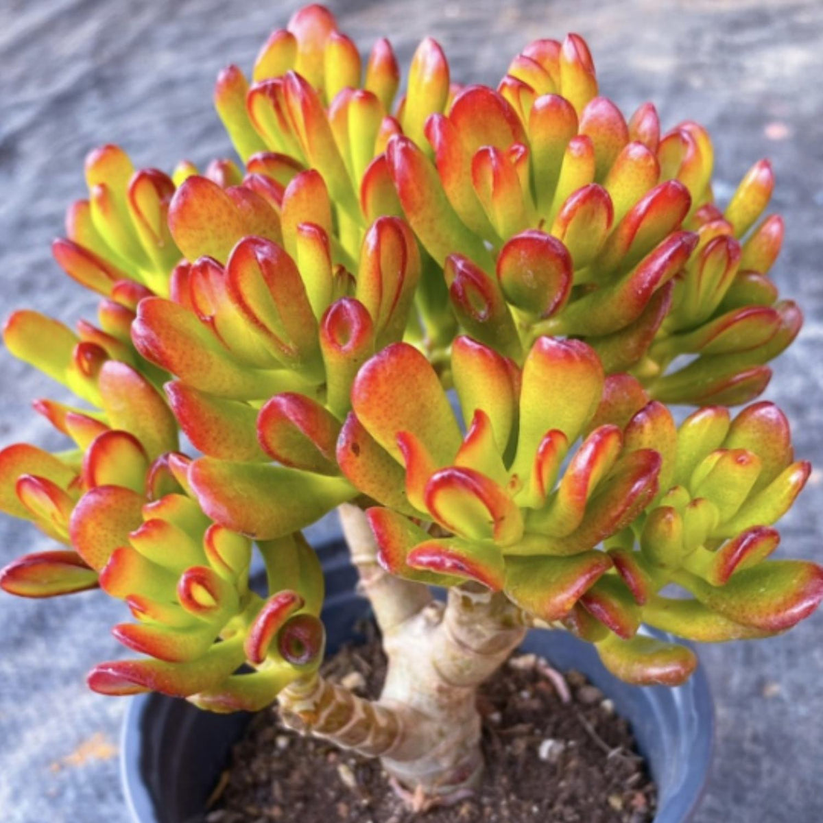 Crassula Ovata 'Gollum' image 3