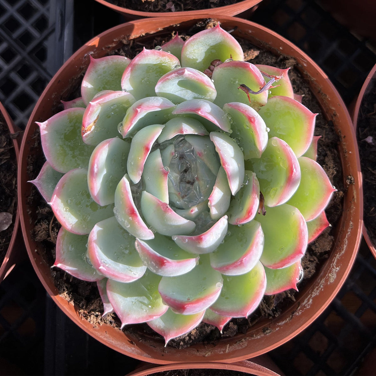 Echeveria 'Silhouette' (6 inch) image 2