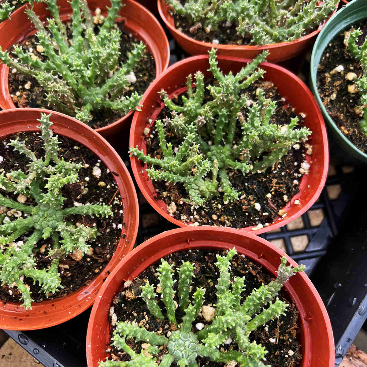 Euphorbia Gorgonis (4 inch) image 3