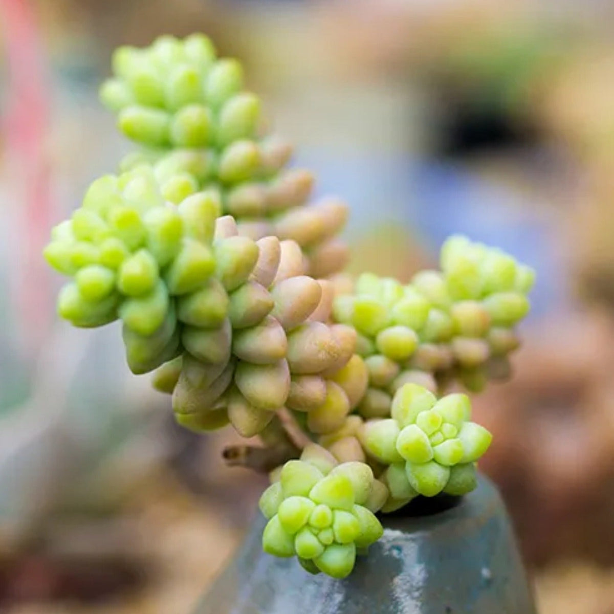 Sedum Morganianum Burrito image 3