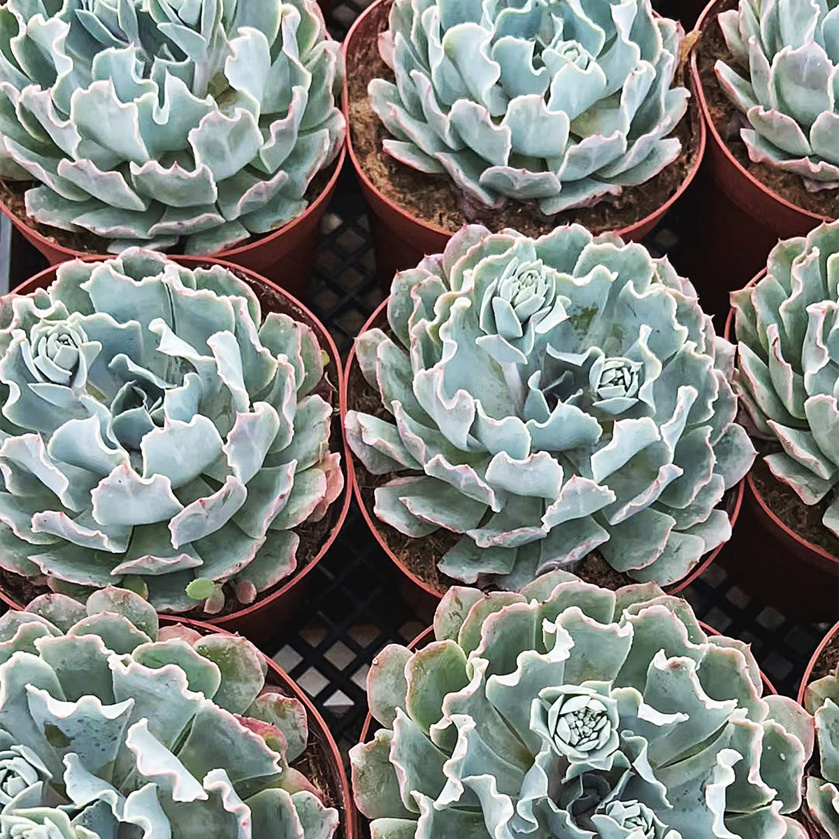 Echeveria Blue Curls (6 inch) image 1