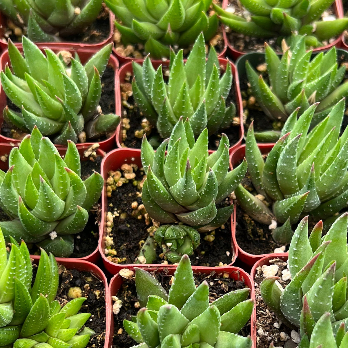 Haworthia rubrobrunnea image 1
