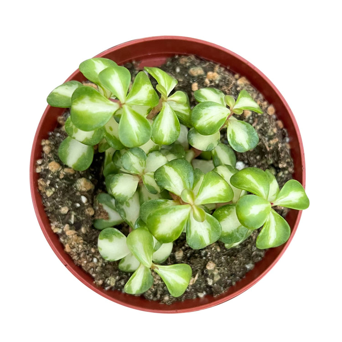 Portulacaria afra "Medio-picta' / Midstripe Rainbow Bush (4 inch) image 1