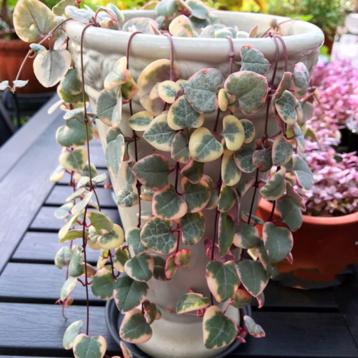 Ceropegia woodii f. variegata /String of Heart Variegata (4 inch) image 3