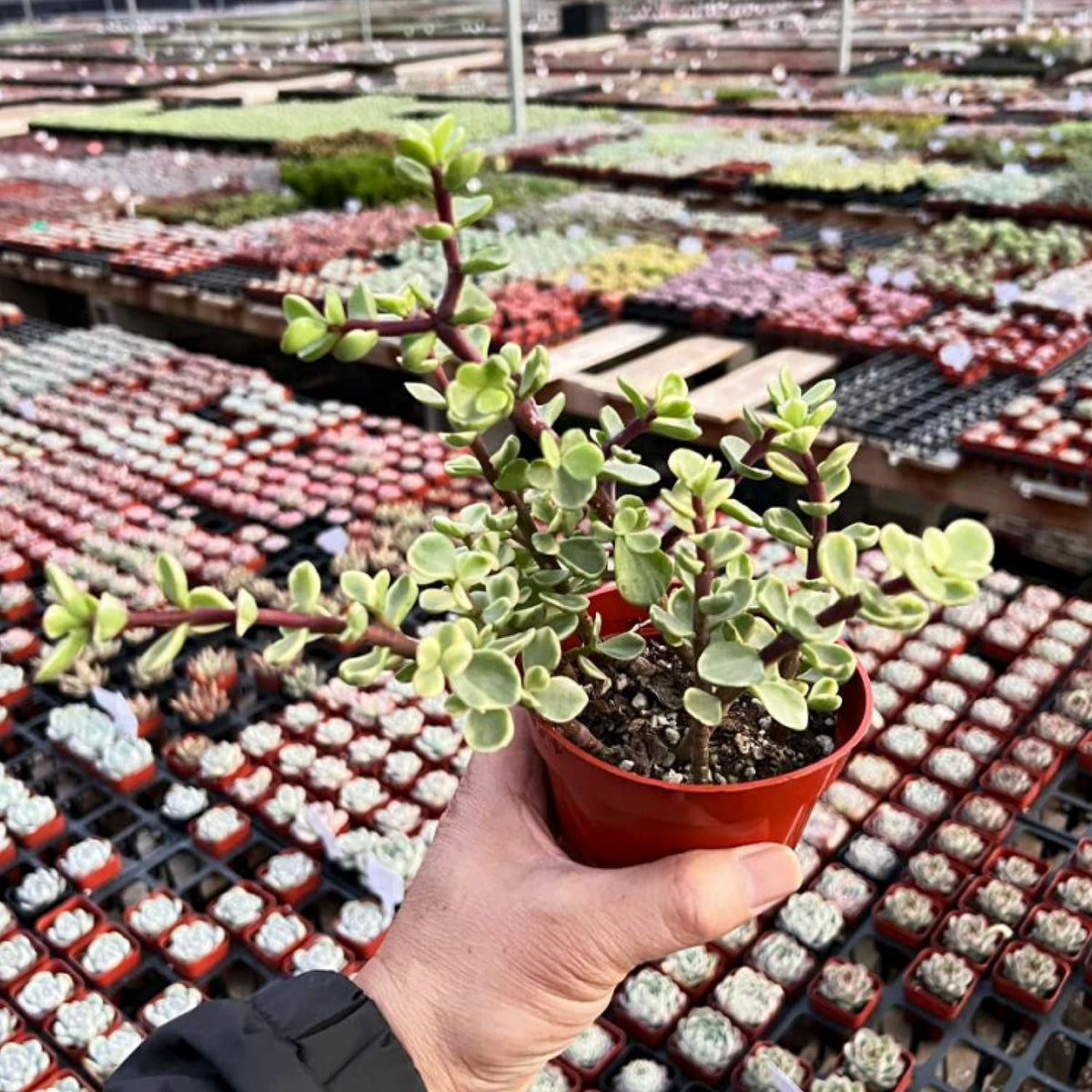 Portulacaria Afra 'Variegata' (4 inch) image 1