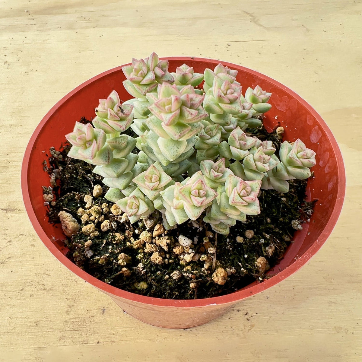 Crassula 'Tom Thumb' variegated (4 inch) image 1