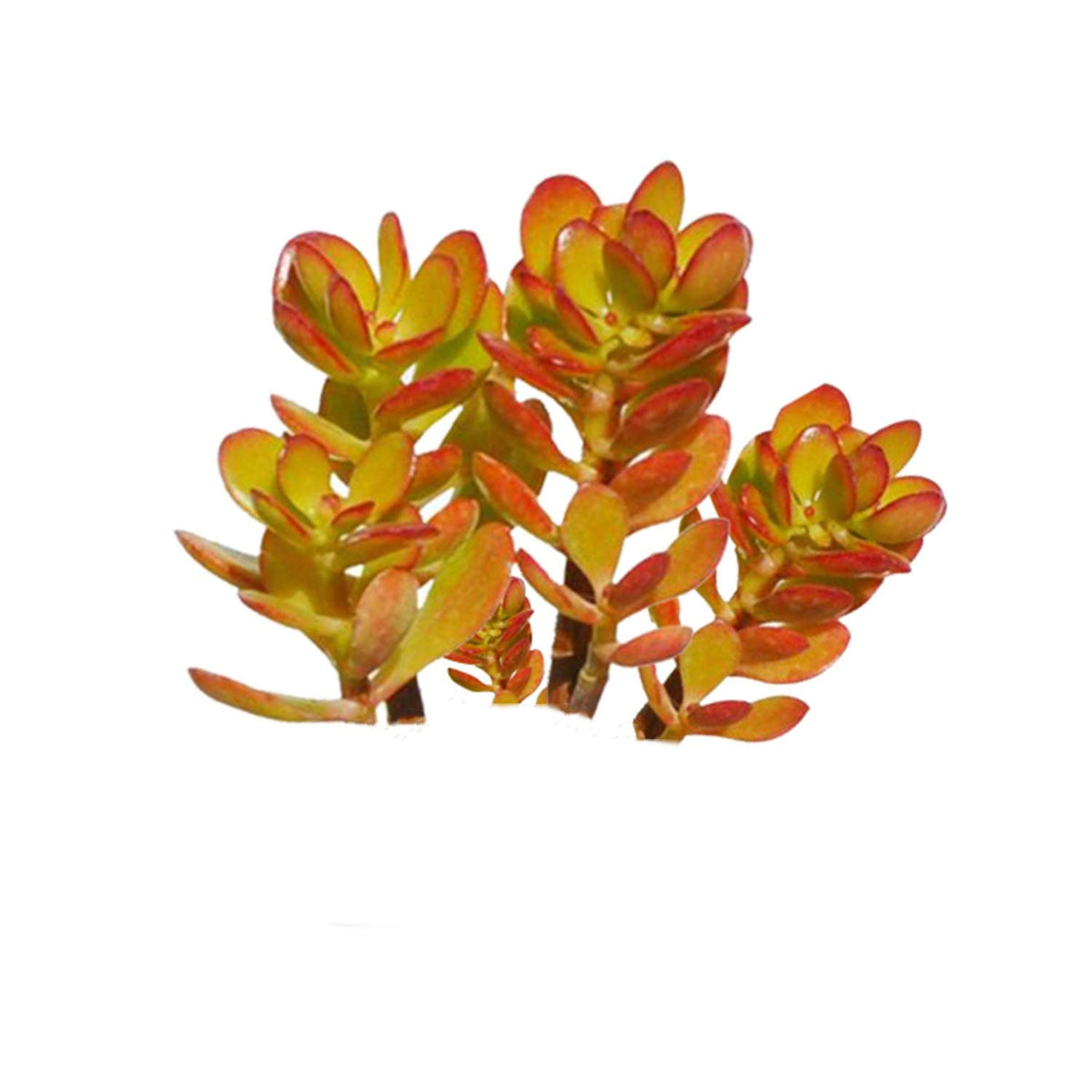 Crassula ovata 'Crosby's Compact' (Dwarf Jade Plant) Cuttings image 0