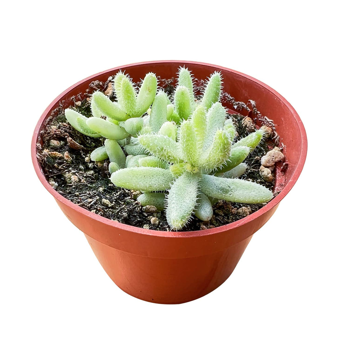 Delosperma Echinatum 'Pickle Plant' Variegata (4 inch) image 1