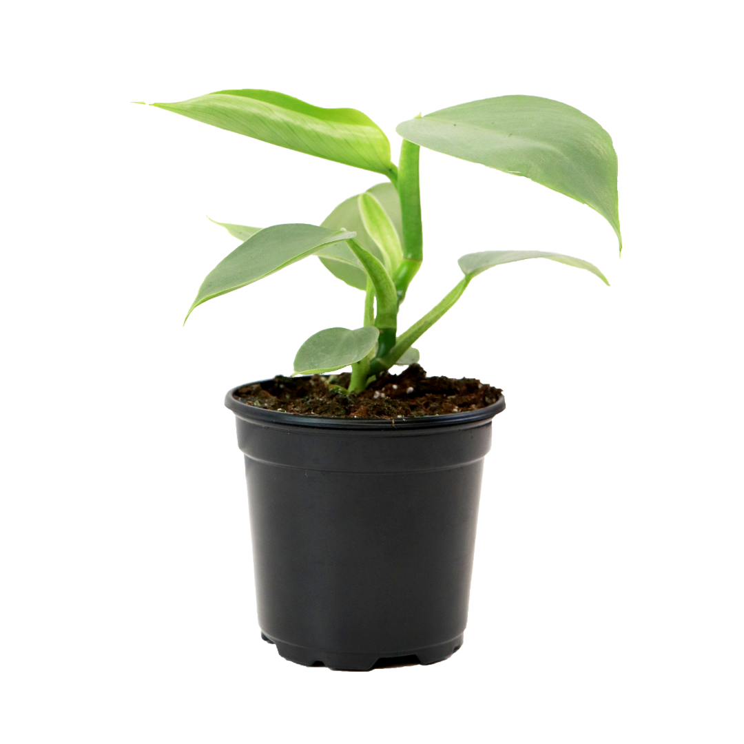 4" Philodendron Silver Sword image 0