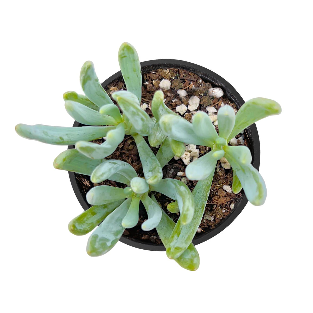 Curio repens / Mini Blue Chalk Sticks image 1