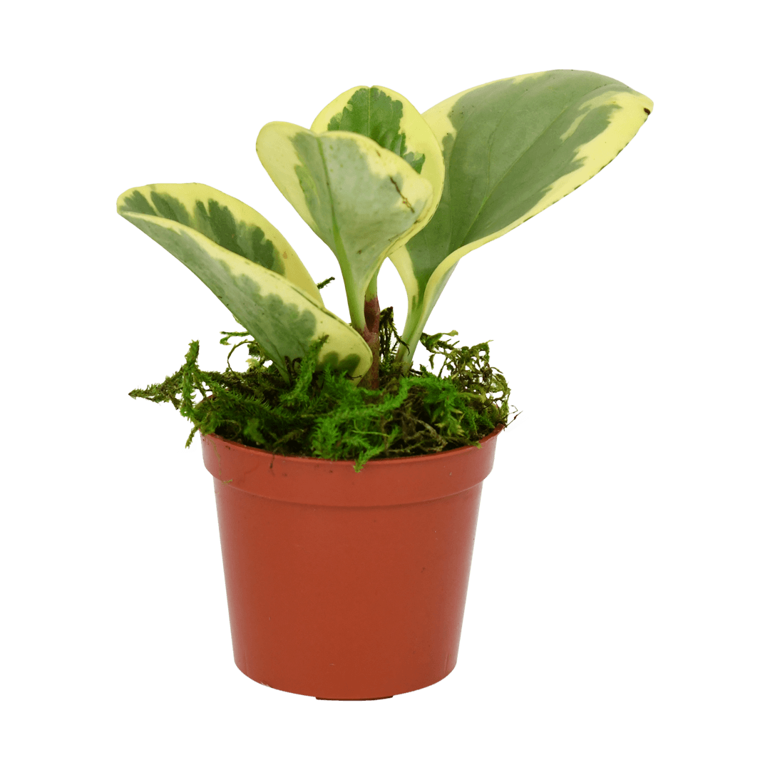 2.5" Peperomia Obtusifolia image 1