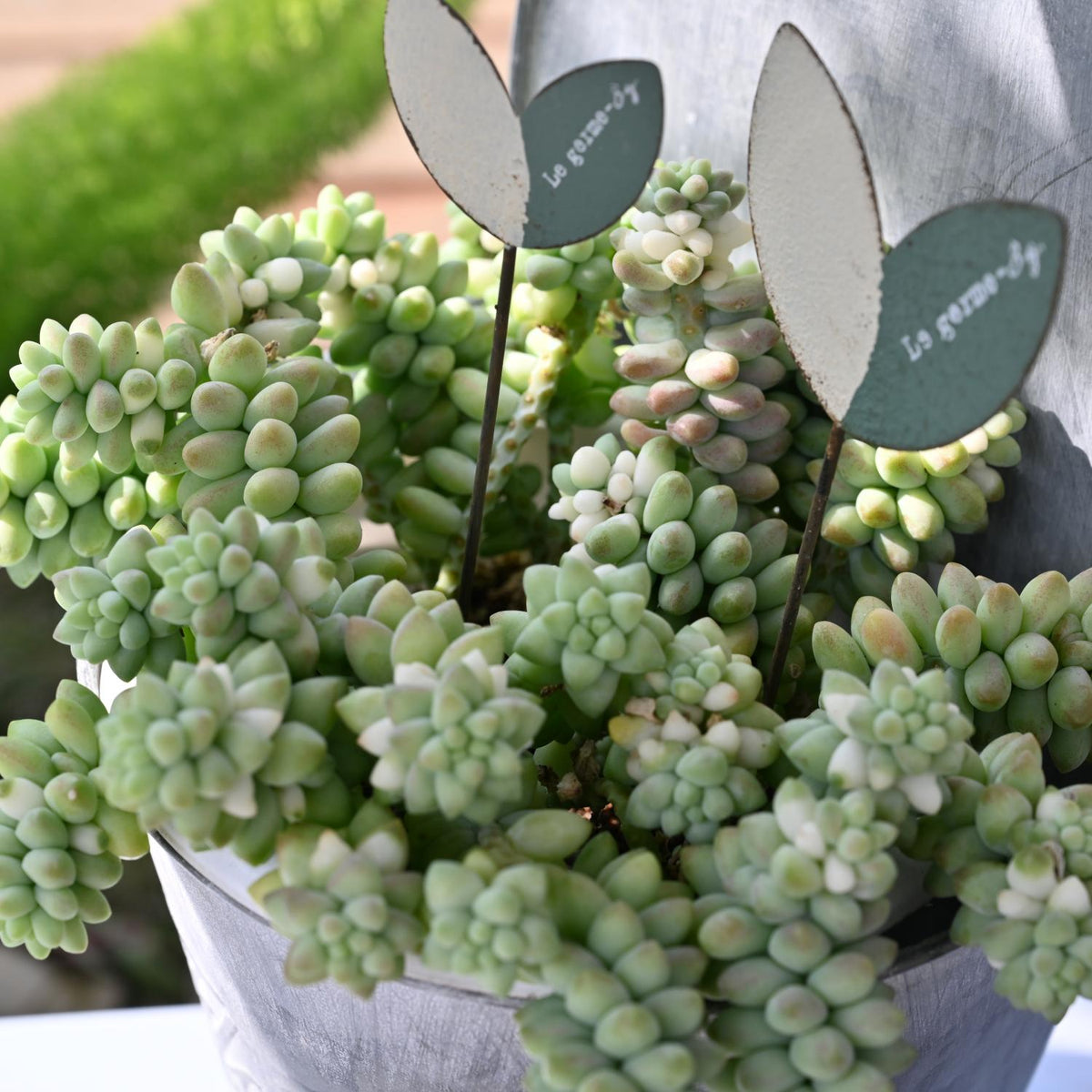 Sedum Morganianum Burrito (4 inch) image 3
