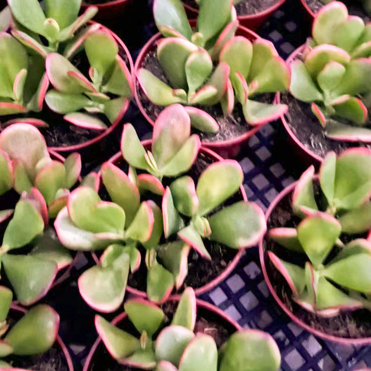 Crassula Ovata 'Hummel Sunset' (4 inch) image 4
