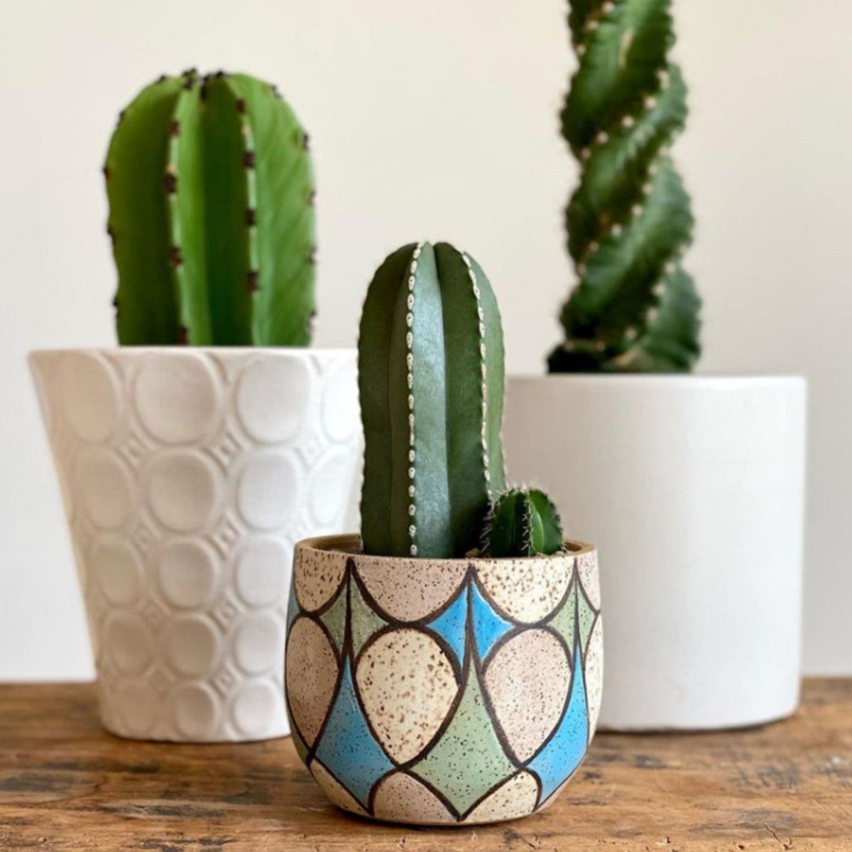Pachycereus marginatus /Mexican Fence Post Cactus (4 inch) image 2
