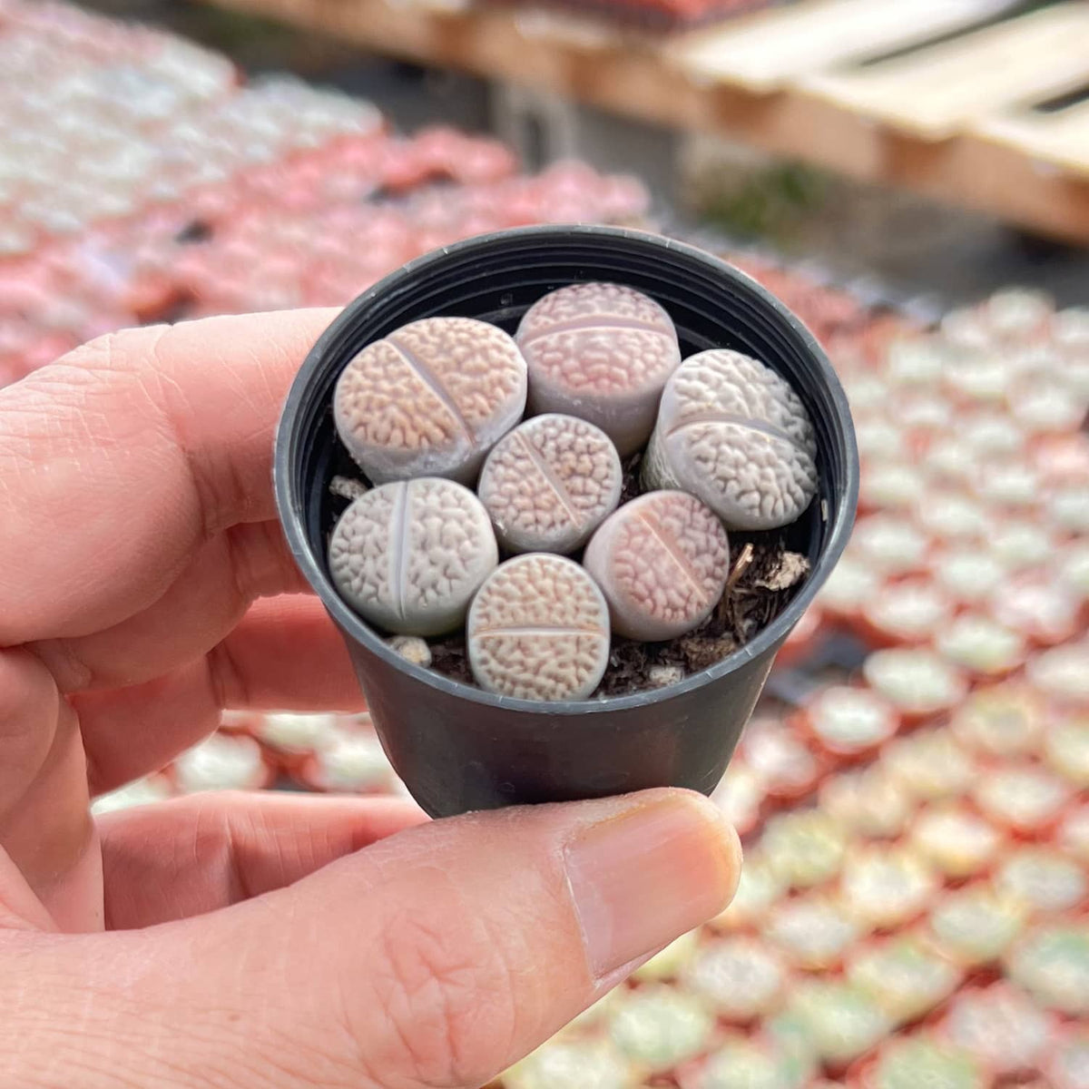 Lithops hookeri v. hookeri image 2