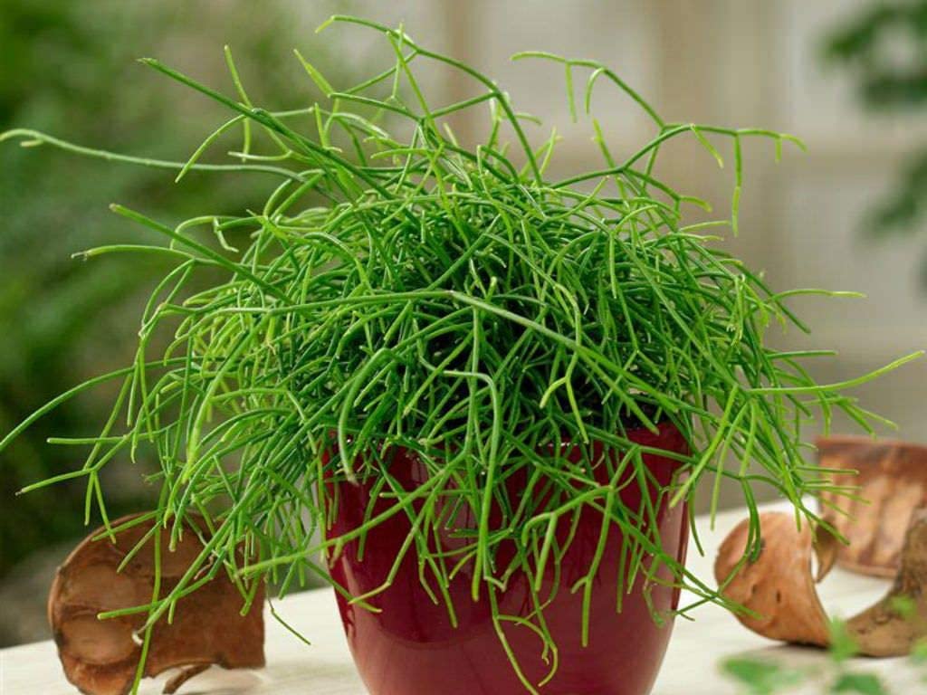 Rhipsalis baccifera/Mistletoe Cactus (4 inch) image 4