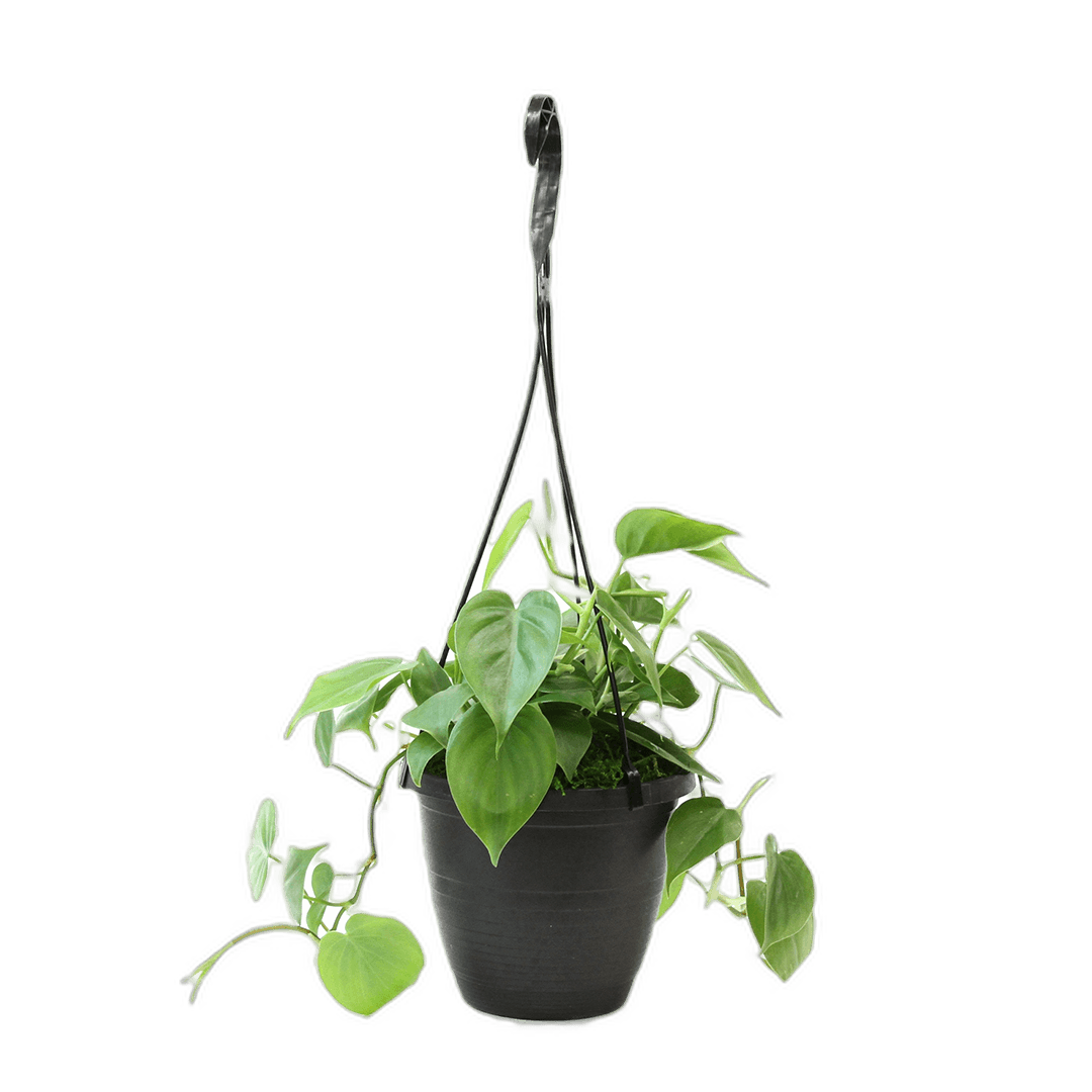 6.5" Philodendron Green Hanging Baskets image 0