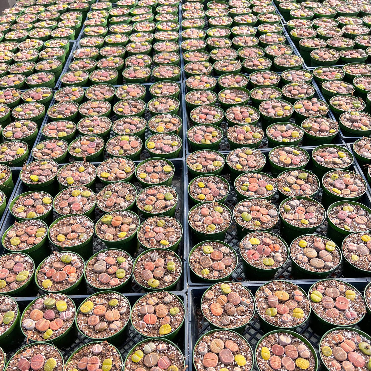 Assorted Lithops image 3