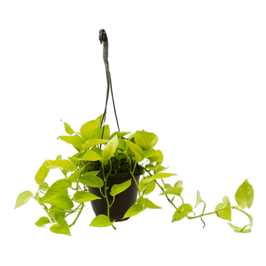 6.5" Neon Pothos Hanging Baskets image 0