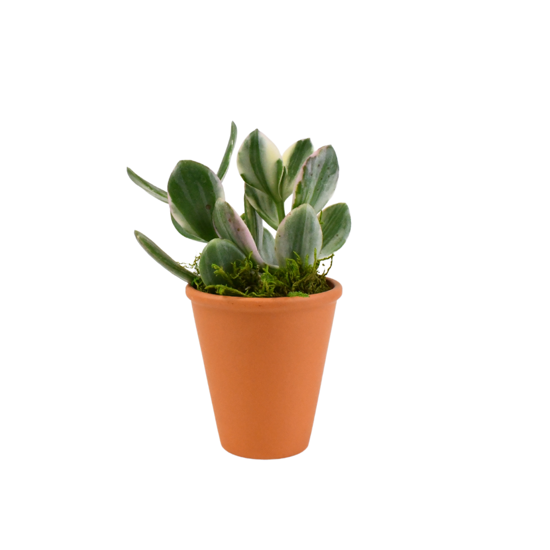 2.5" Jade Variegated image 0