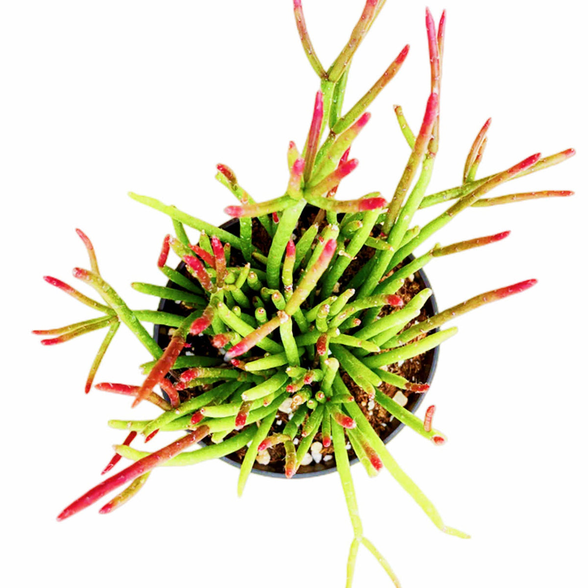 Rhipsalis baccifera subsp. shaferi (4 inch) image 0