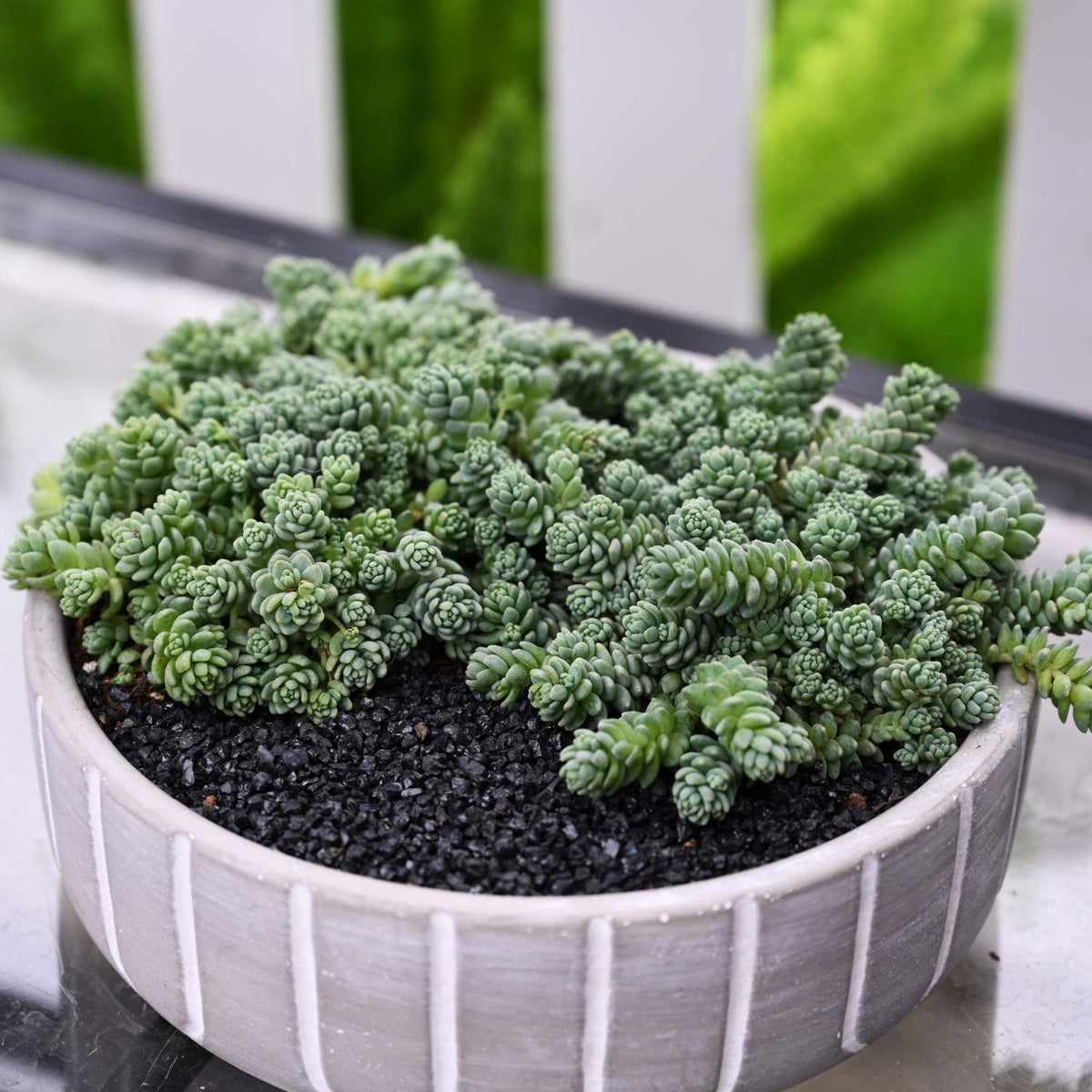 Sedum Dasyphyllum 'Major' image 2