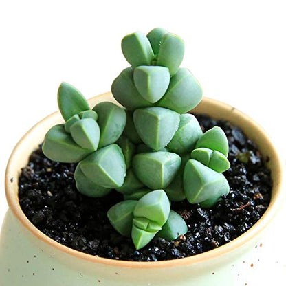 Corpuscularia Lehmannii (Ice Plant) Cuttings image 2