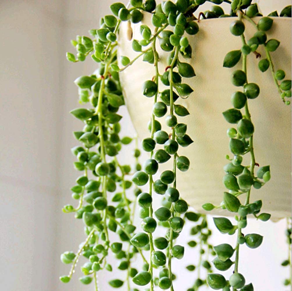 String of Pearls/Senecio Rowleyanus (4 inch) image 2