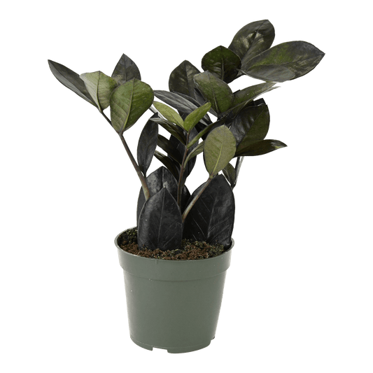 4" Black ZZ Plant image 0