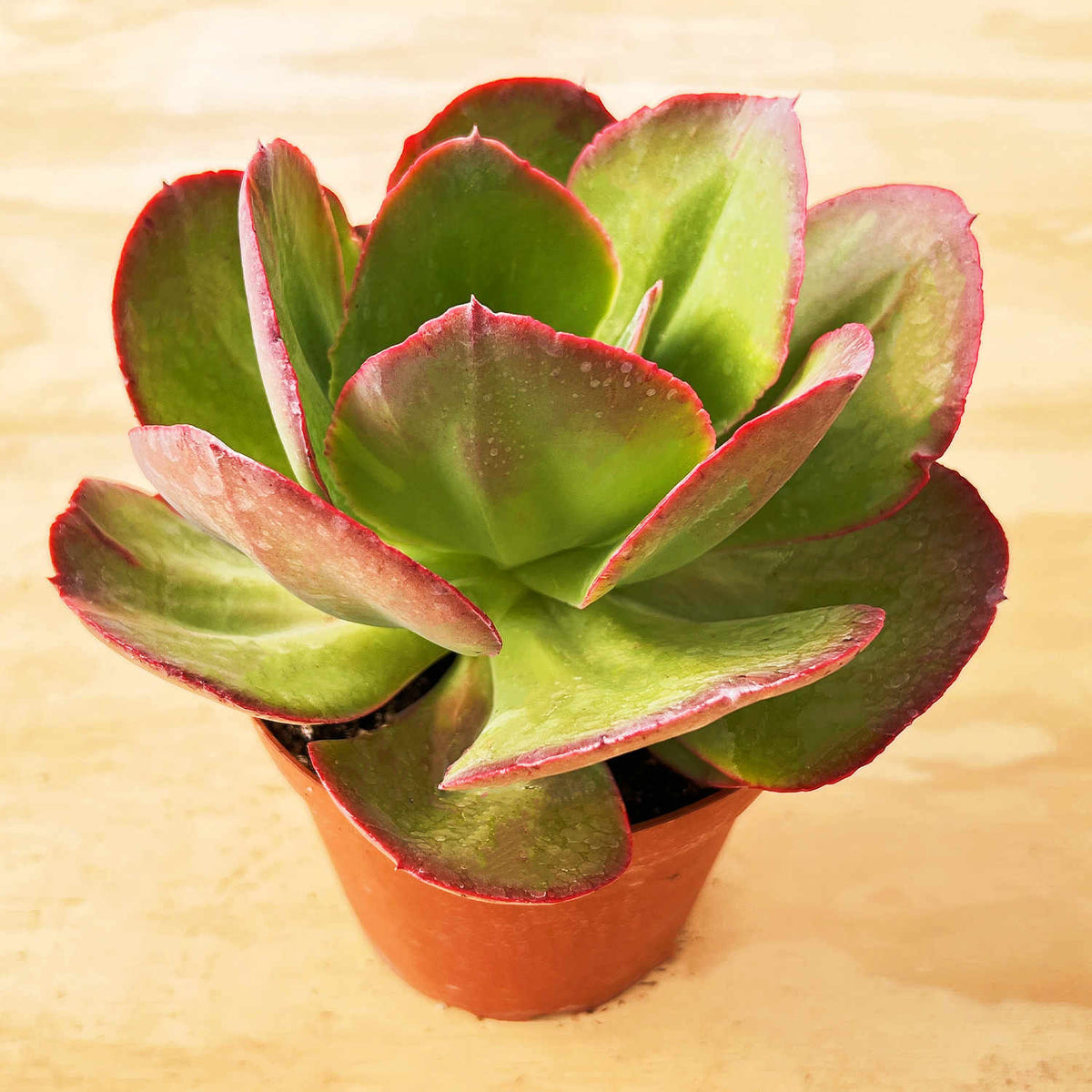 Echeveria Big Red (6 inch) image 3