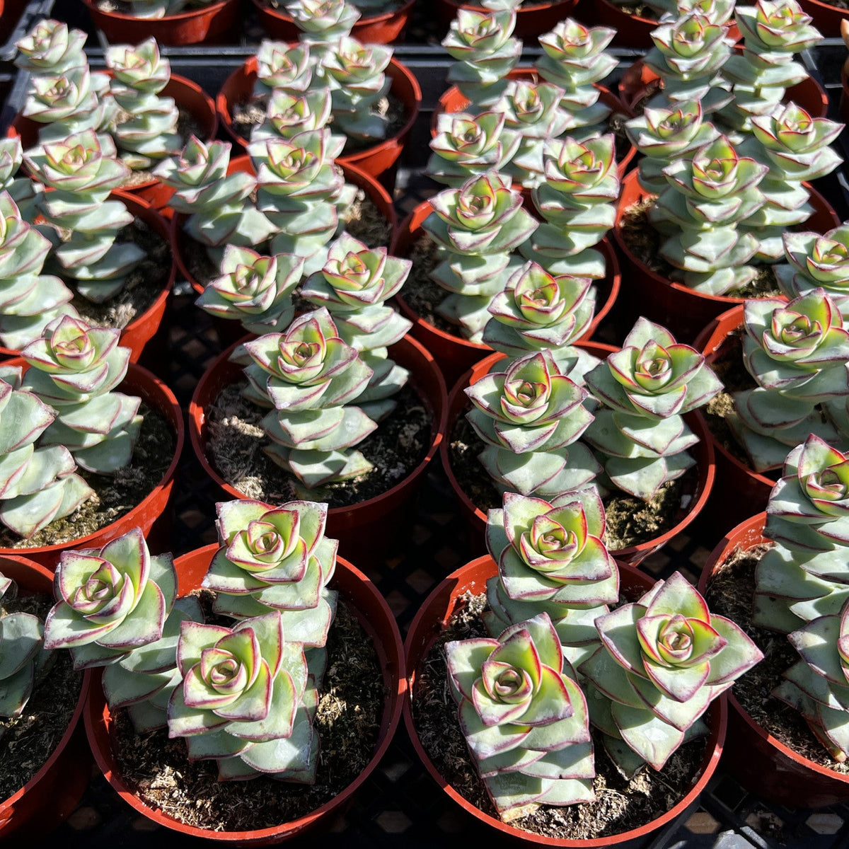 Crassula Perforata Subsp. Perforata (4 inch) image 2