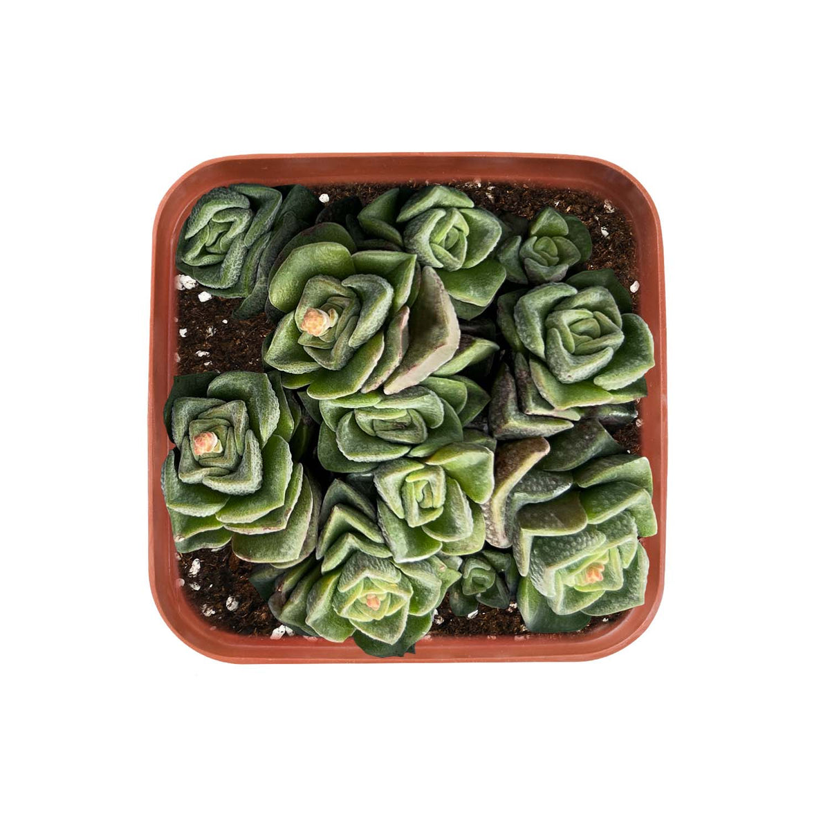 Crassula 'Dorothy' (Rare) image 0
