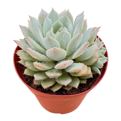 Echeveria 'Prism' (6 inch) image 1