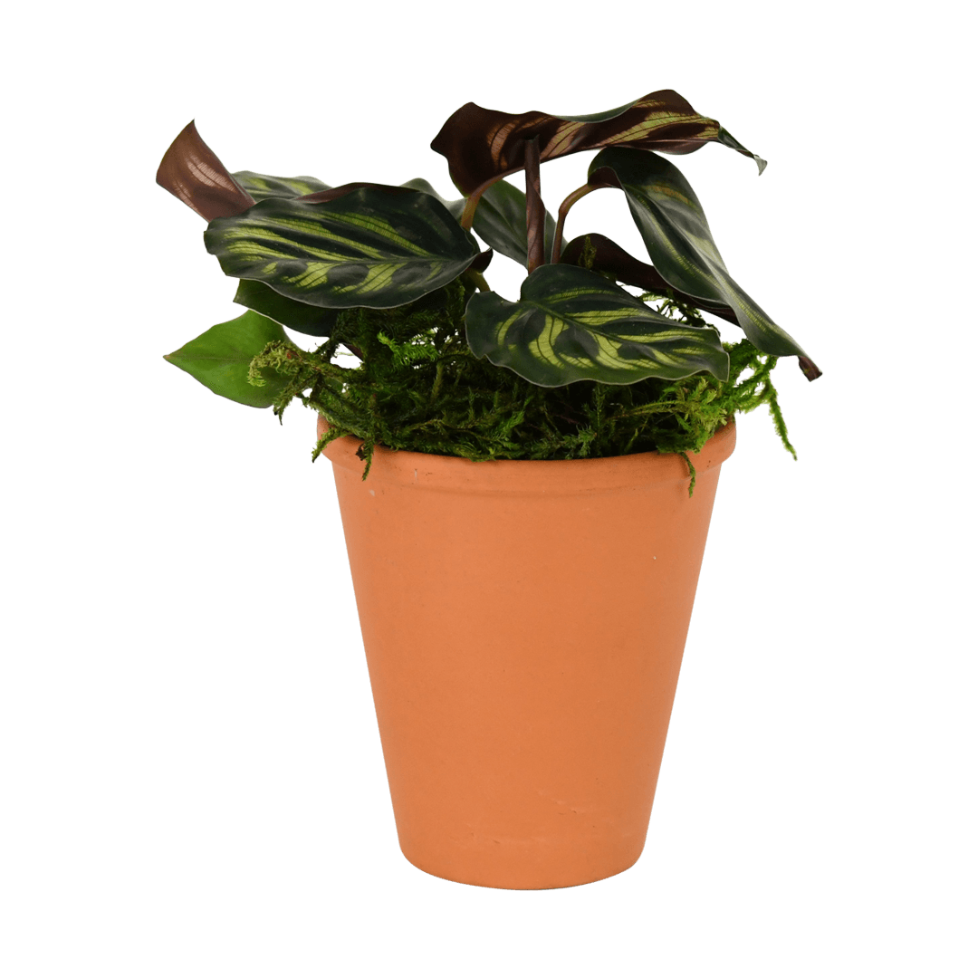 2.5" Calathea Makoyana image 0