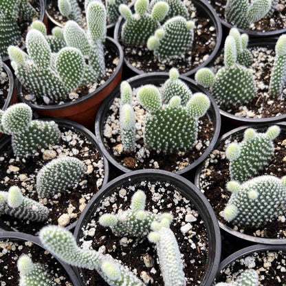 Opuntia microdasys albata 'Bunny Ears' (4 inch) image 2