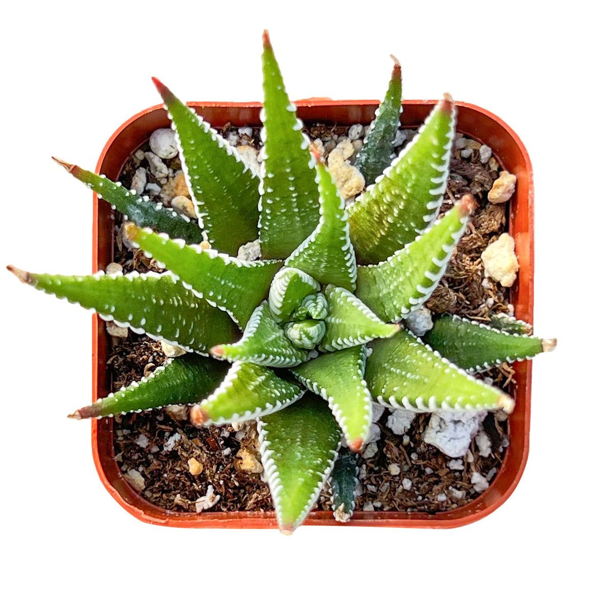 Haworthia fasciata 'Big Band' image 0